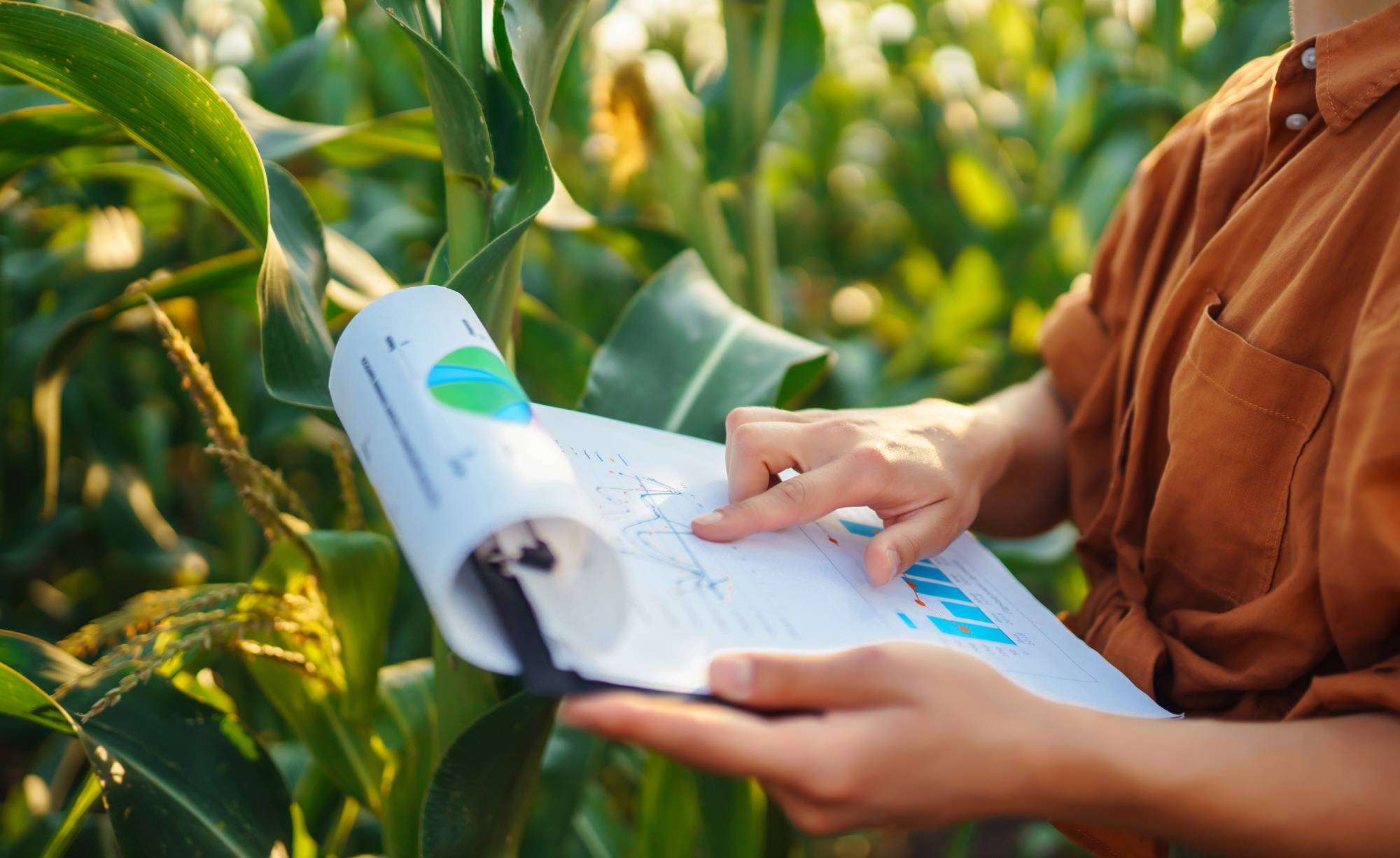 Farmer- woman standing in corn field examining crop. Harvest care concept.