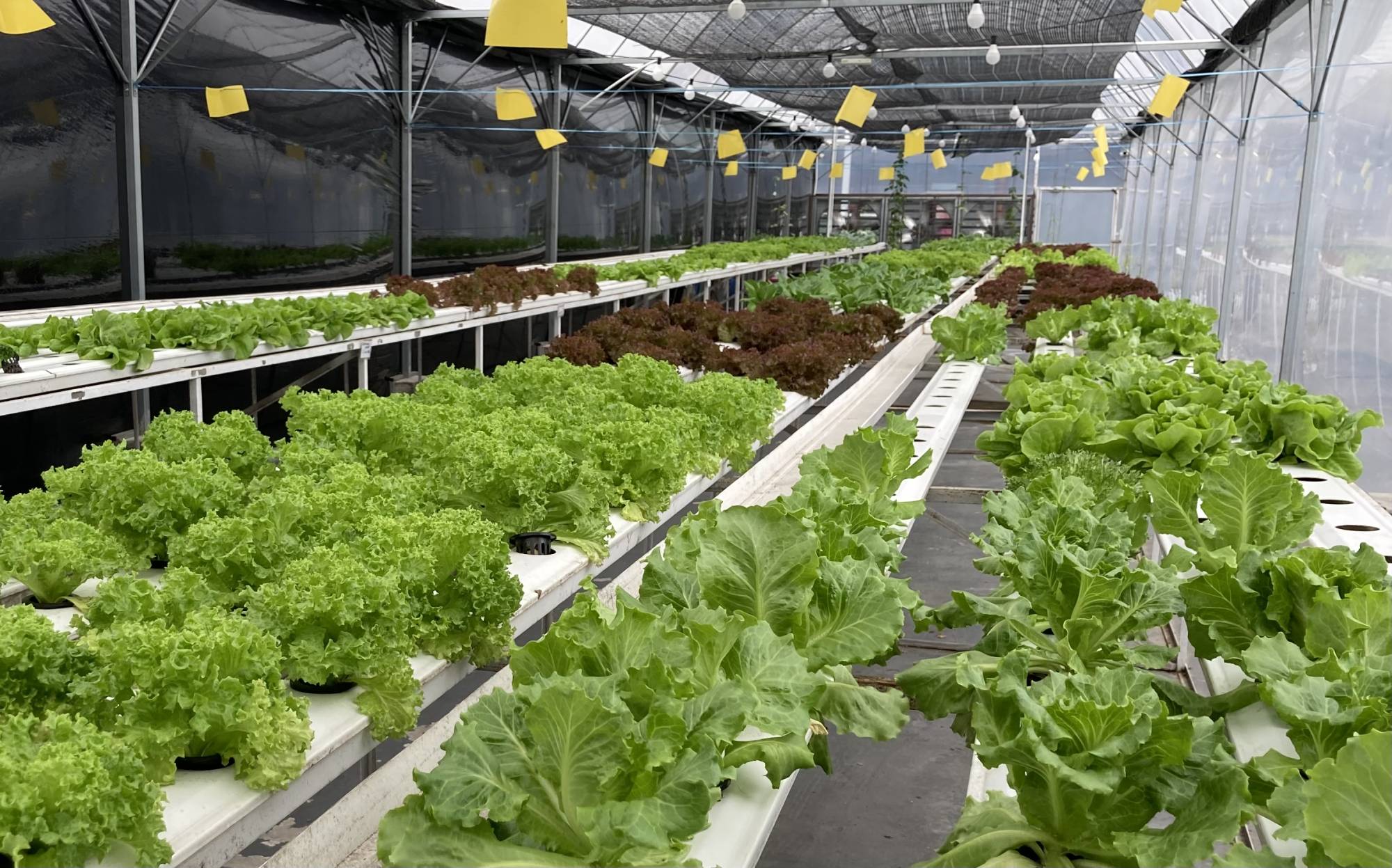 hydroponic-garden-2024-12-03-08-16-12-utc